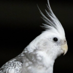 what you should know before getting a cockatiel as a pet